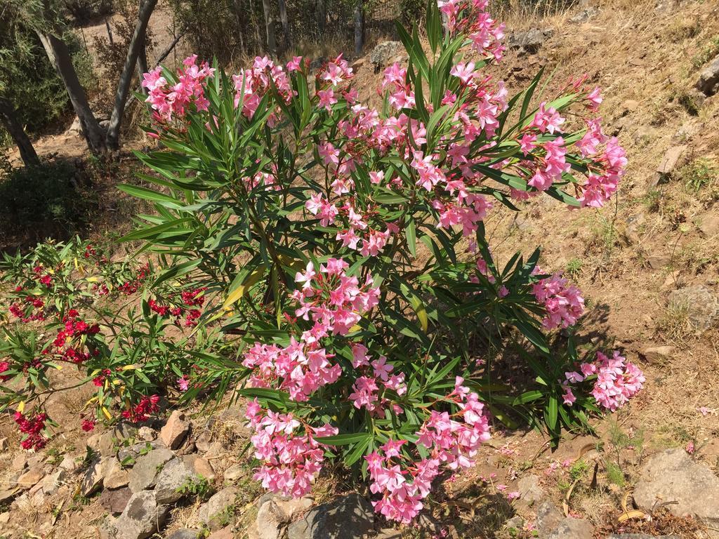 Appartamento Les Asphodèles Partinello Esterno foto